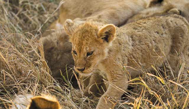 Selous Game Reserve